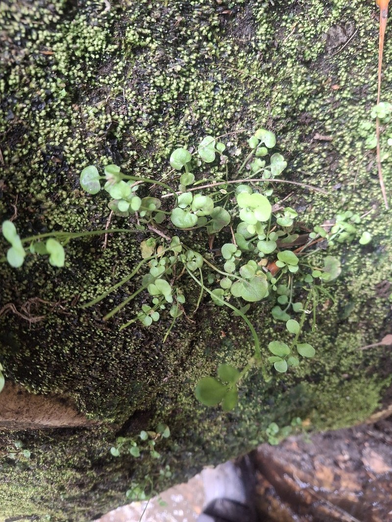 Cardamine subcarnosa photo 7