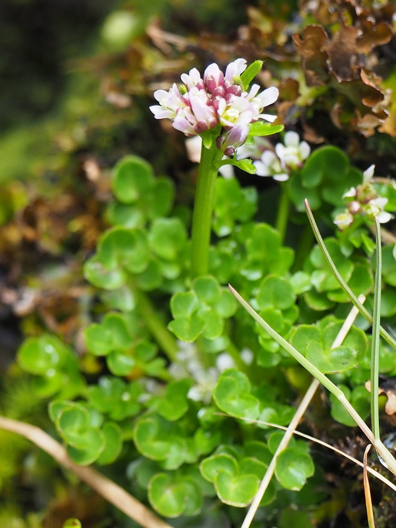 Cardamine subcarnosa photo 8