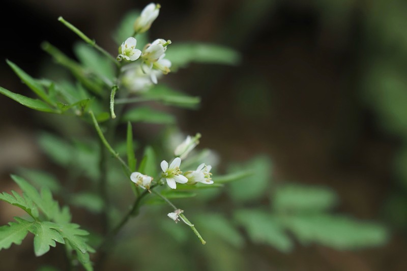 Cardamine tanakae
