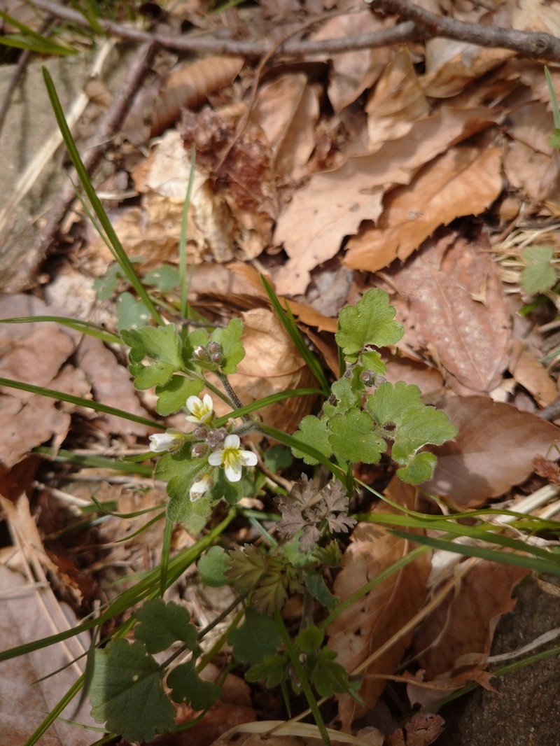 Cardamine tanakae photo 2