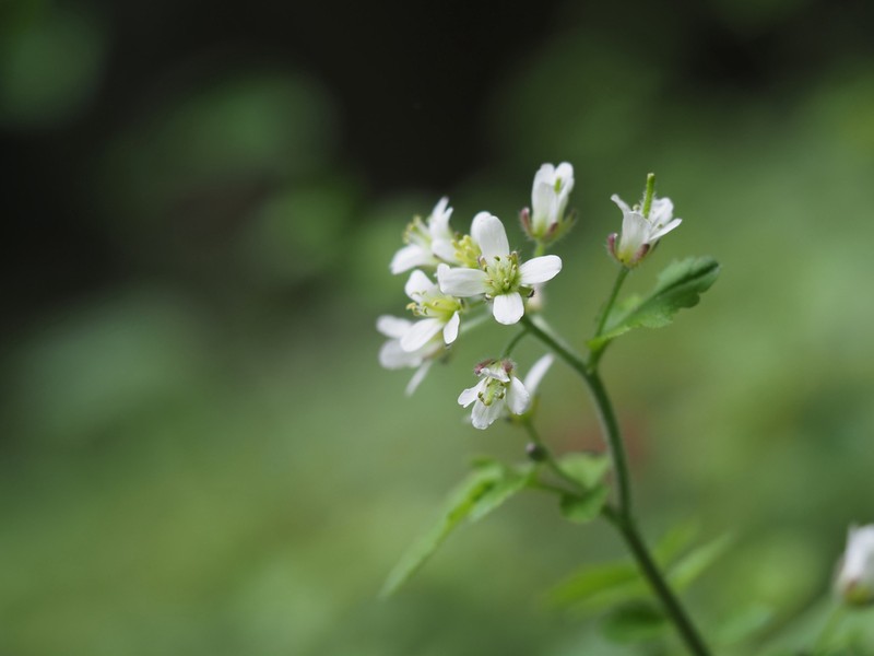 Cardamine tanakae photo 3