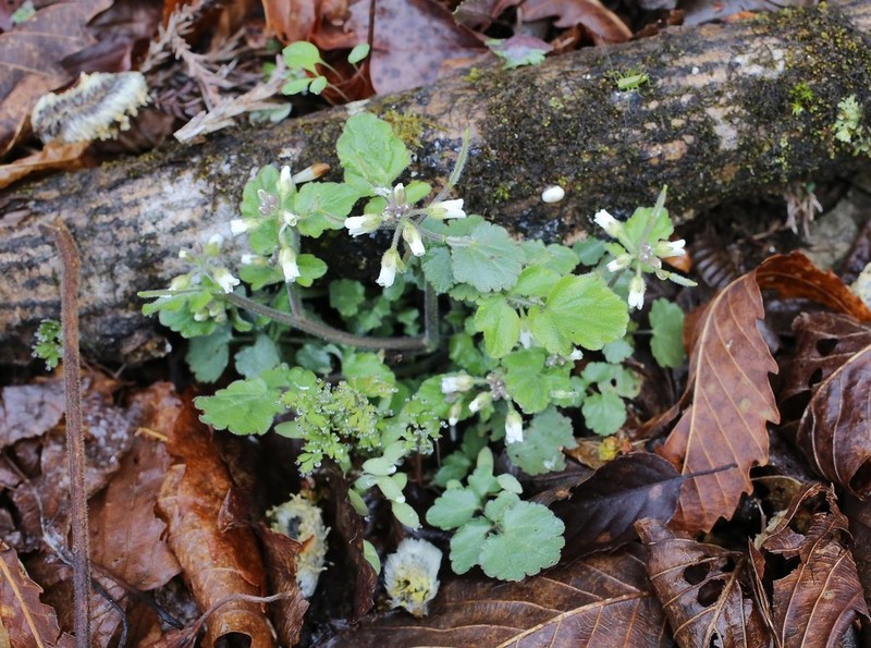 Cardamine tanakae photo 4