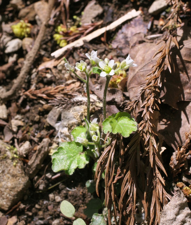 Cardamine tanakae photo 5