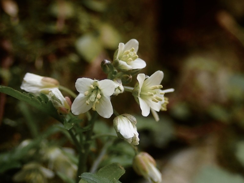 Cardamine tanakae photo 6