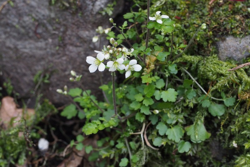 Cardamine tanakae photo 7