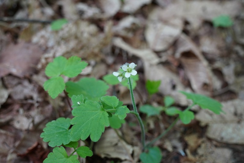 Cardamine tanakae photo 8