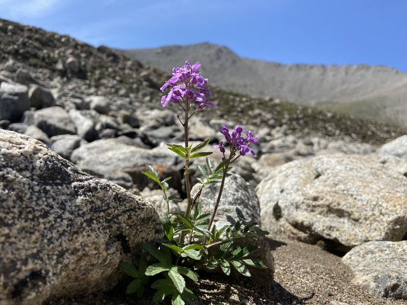 Cardamine tangutorum