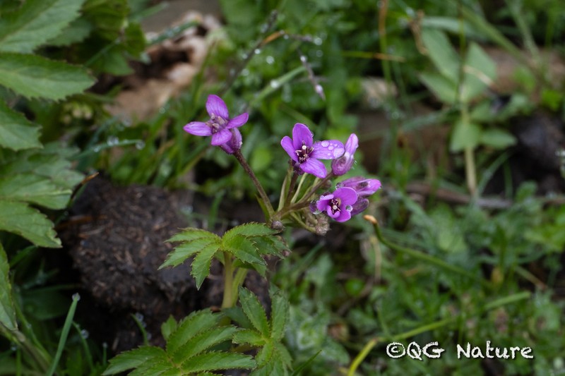 Cardamine tangutorum photo 2