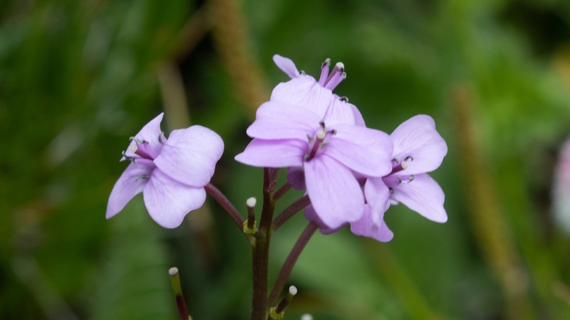 Cardamine tangutorum photo 3