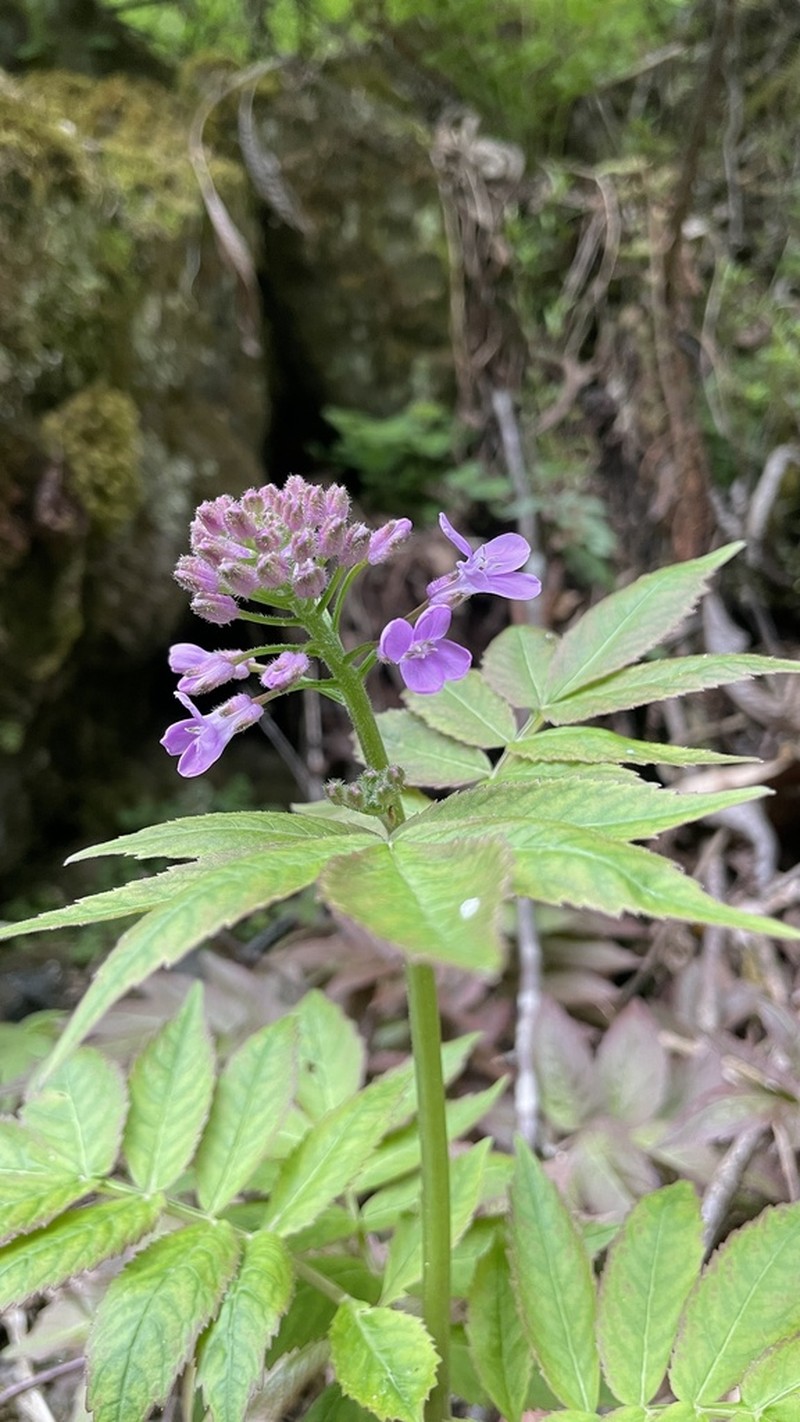Cardamine tangutorum photo 4