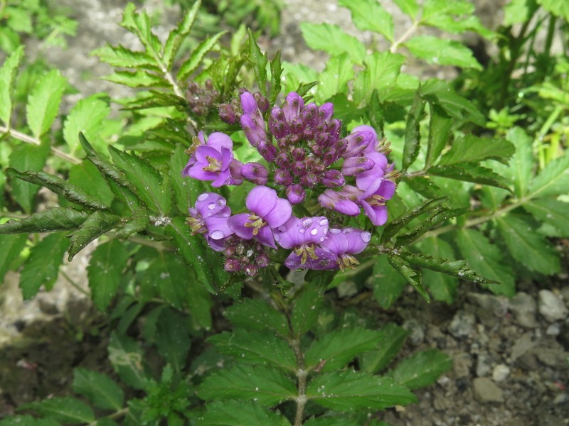 Cardamine tangutorum photo 5