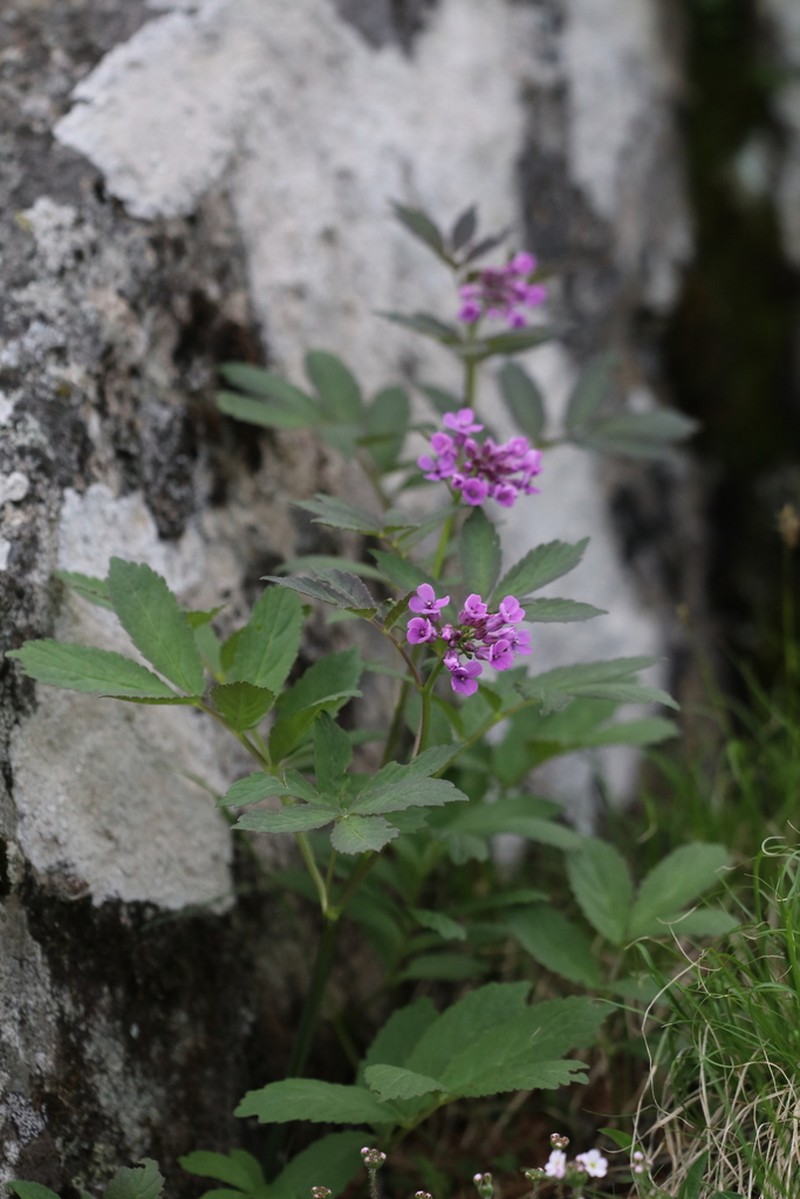 Cardamine tangutorum photo 6