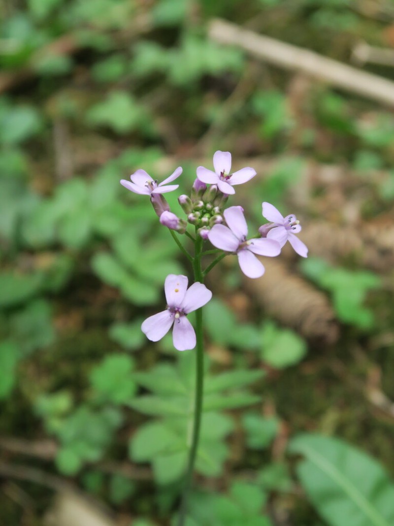 Cardamine tangutorum photo 7