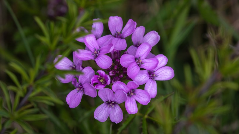 Cardamine tangutorum photo 8