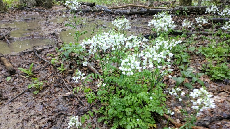 Cardamine tenera