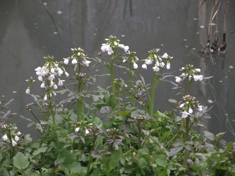Cardamine tenera photo 2