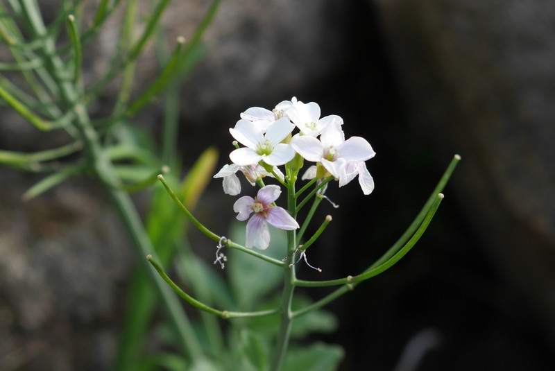 Cardamine tenera photo 3