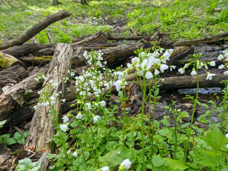 Cardamine tenera photo 4