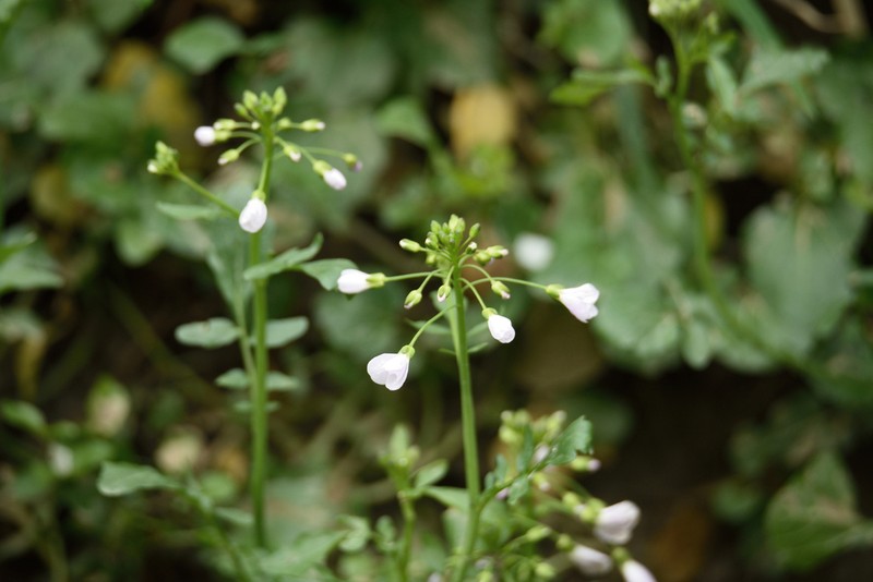 Cardamine tenera photo 5