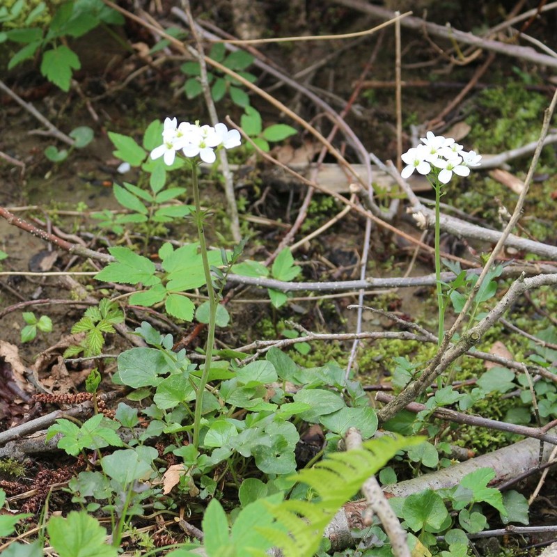 Cardamine tenera photo 6
