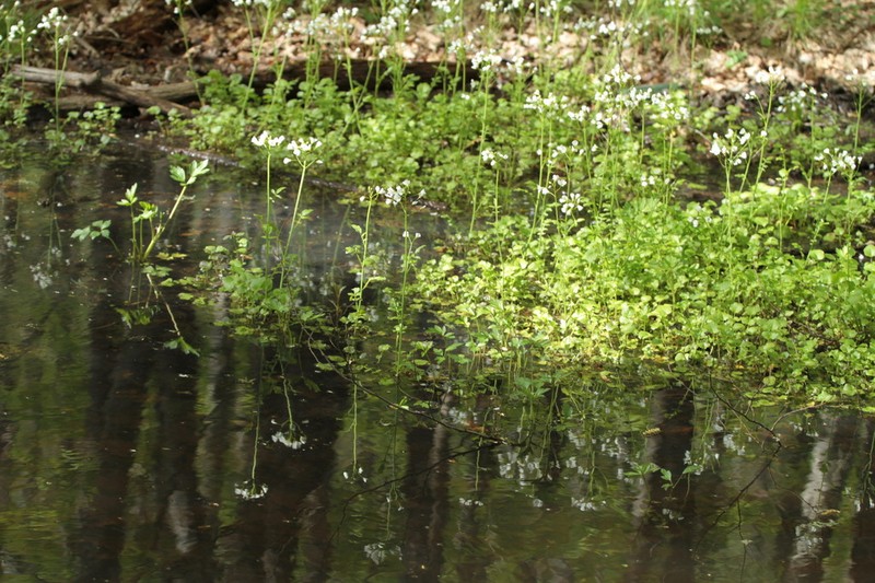 Cardamine tenera photo 7