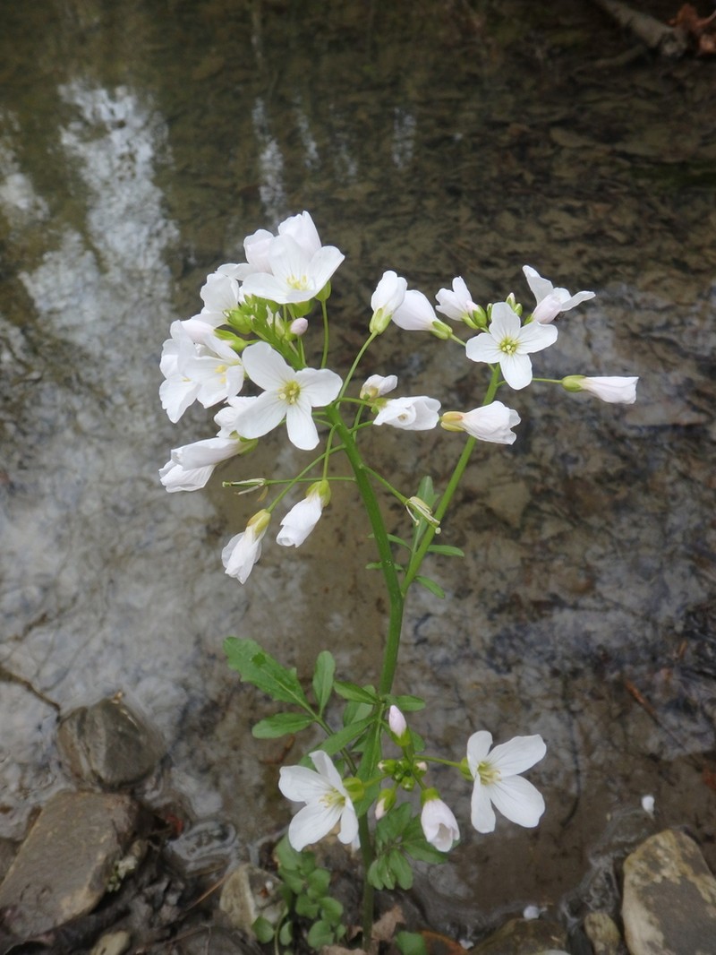 Cardamine tenera photo 8