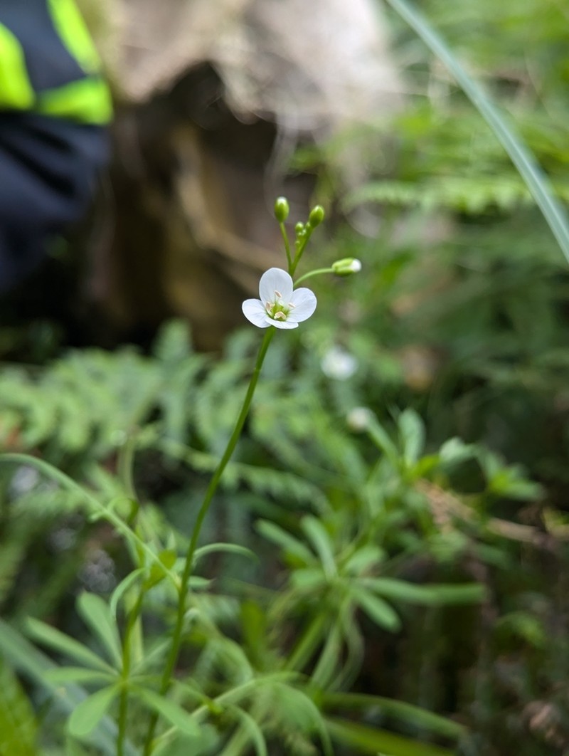 Cardamine tenuifolia