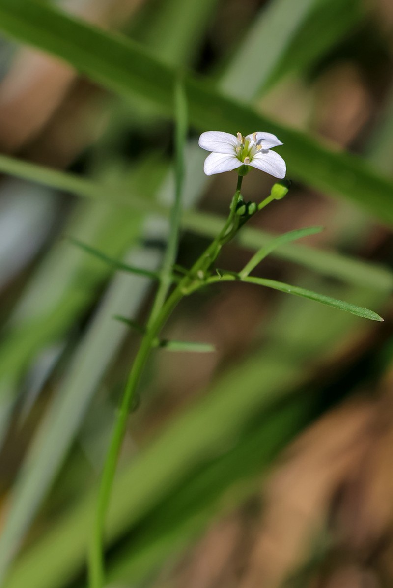 Cardamine tenuifolia photo 2