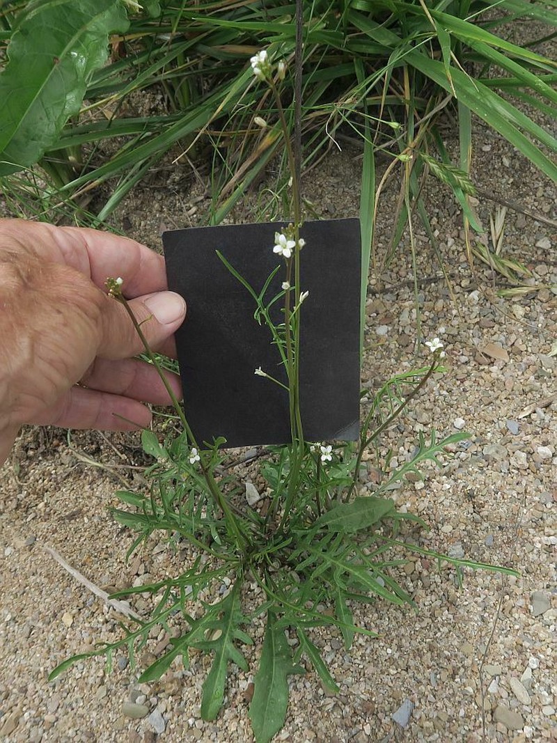 Cardamine tenuifolia photo 3