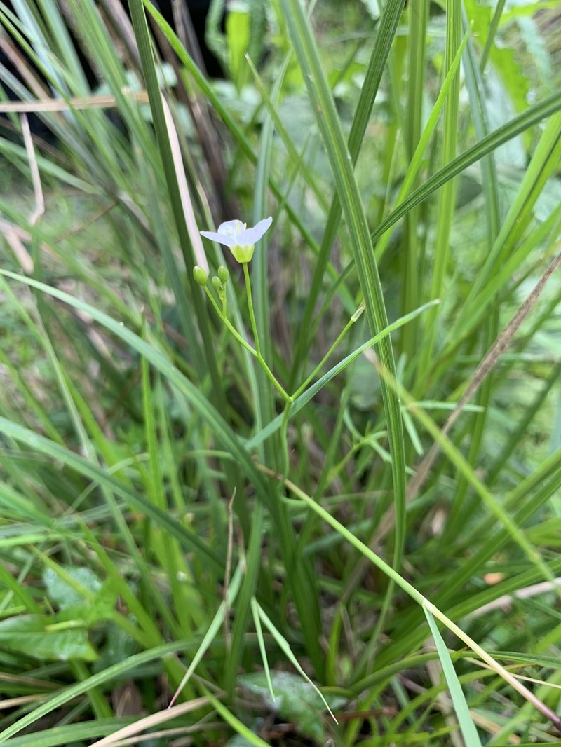 Cardamine tenuifolia photo 4