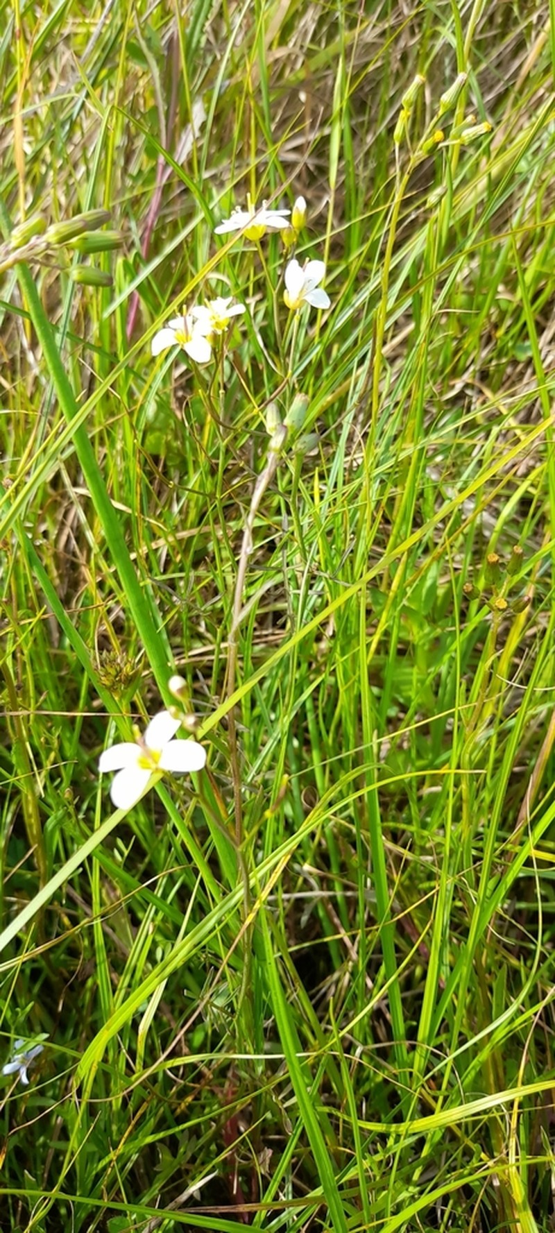 Cardamine tenuifolia photo 5