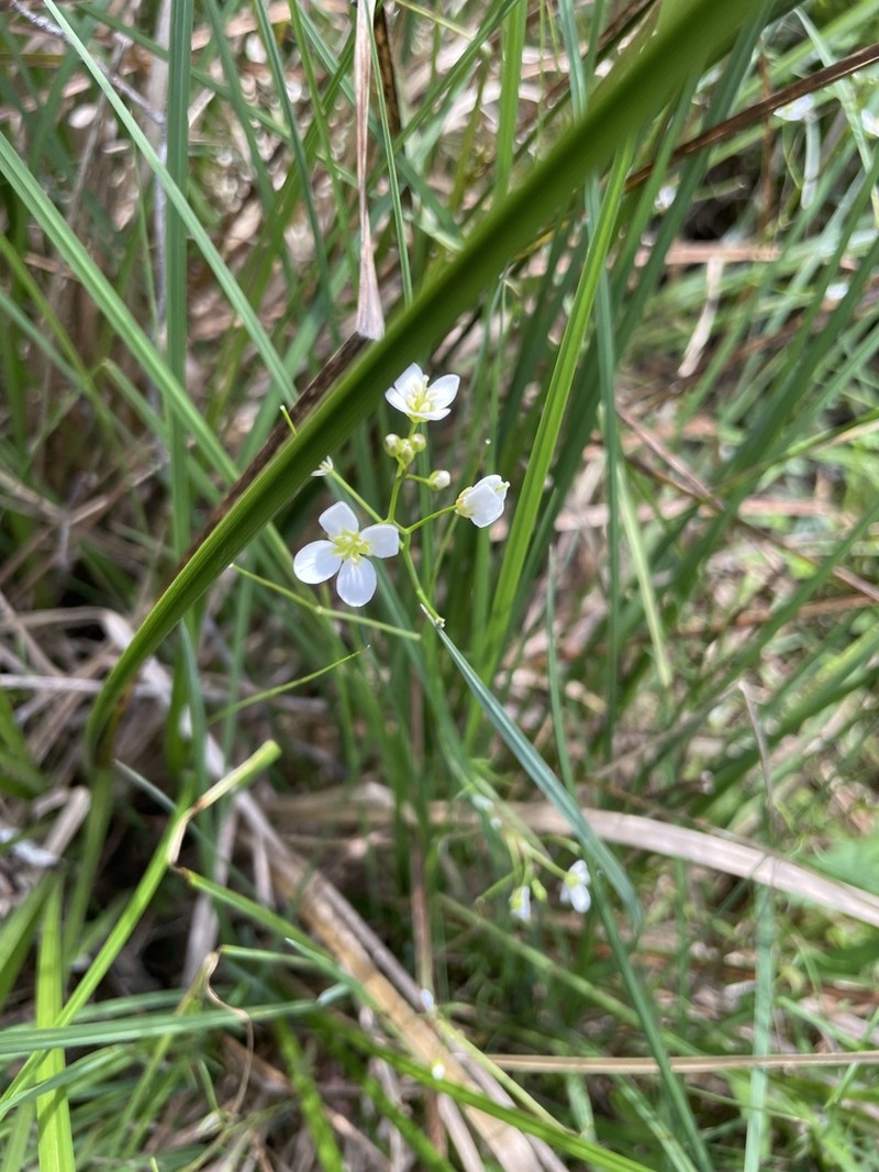 Cardamine tenuifolia photo 6