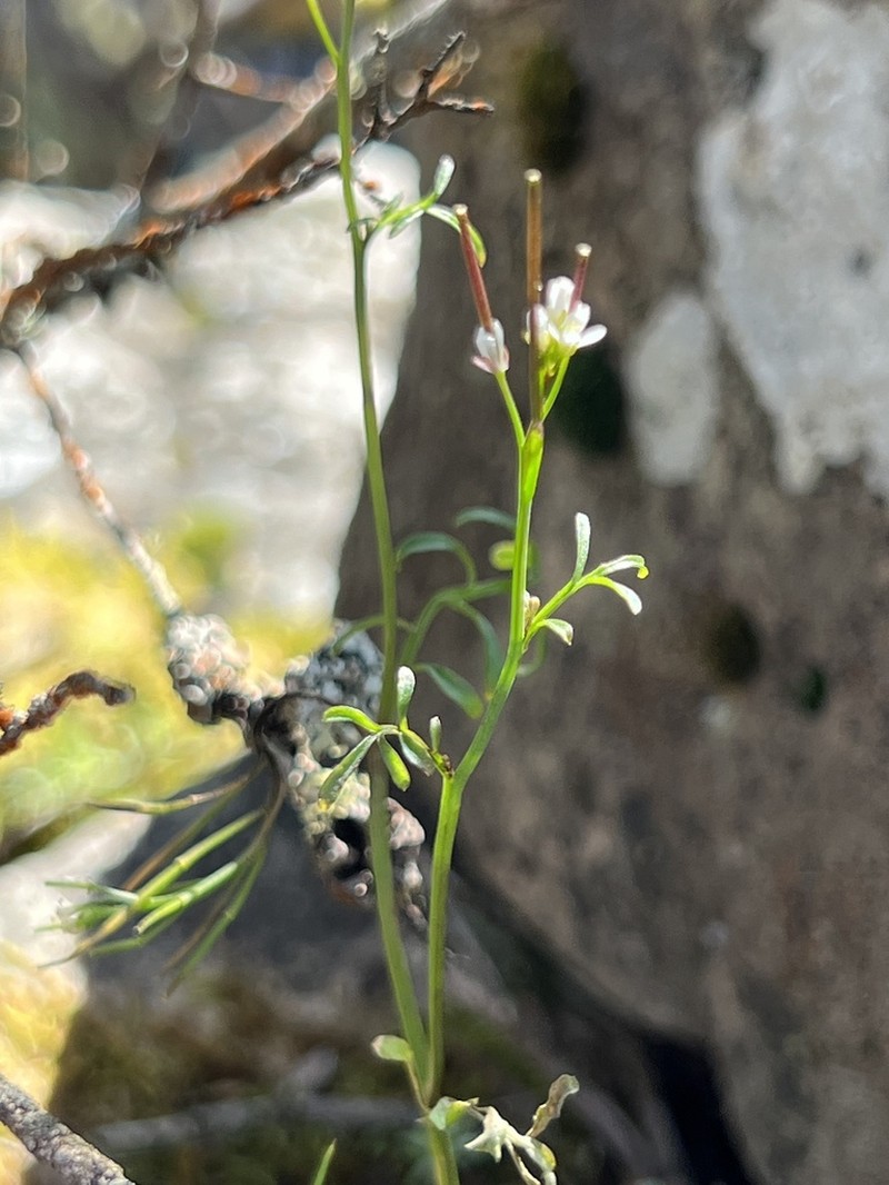 Cardamine tenuifolia photo 7