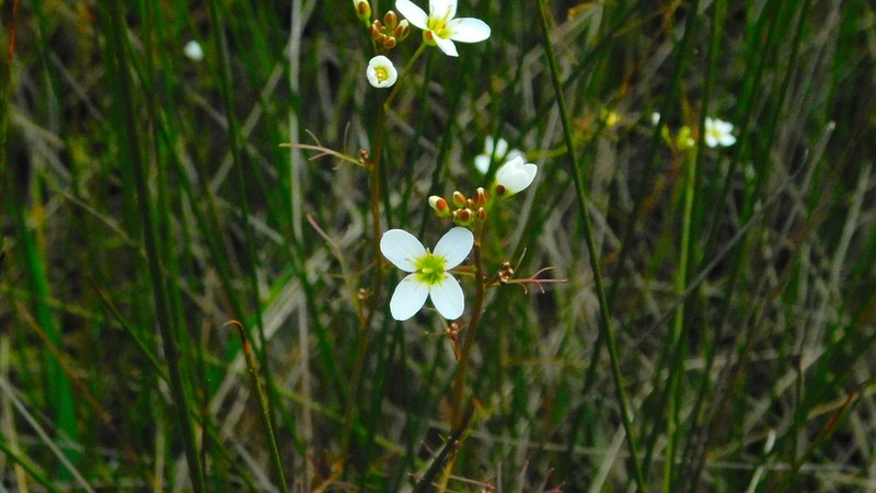 Cardamine tenuifolia photo 8