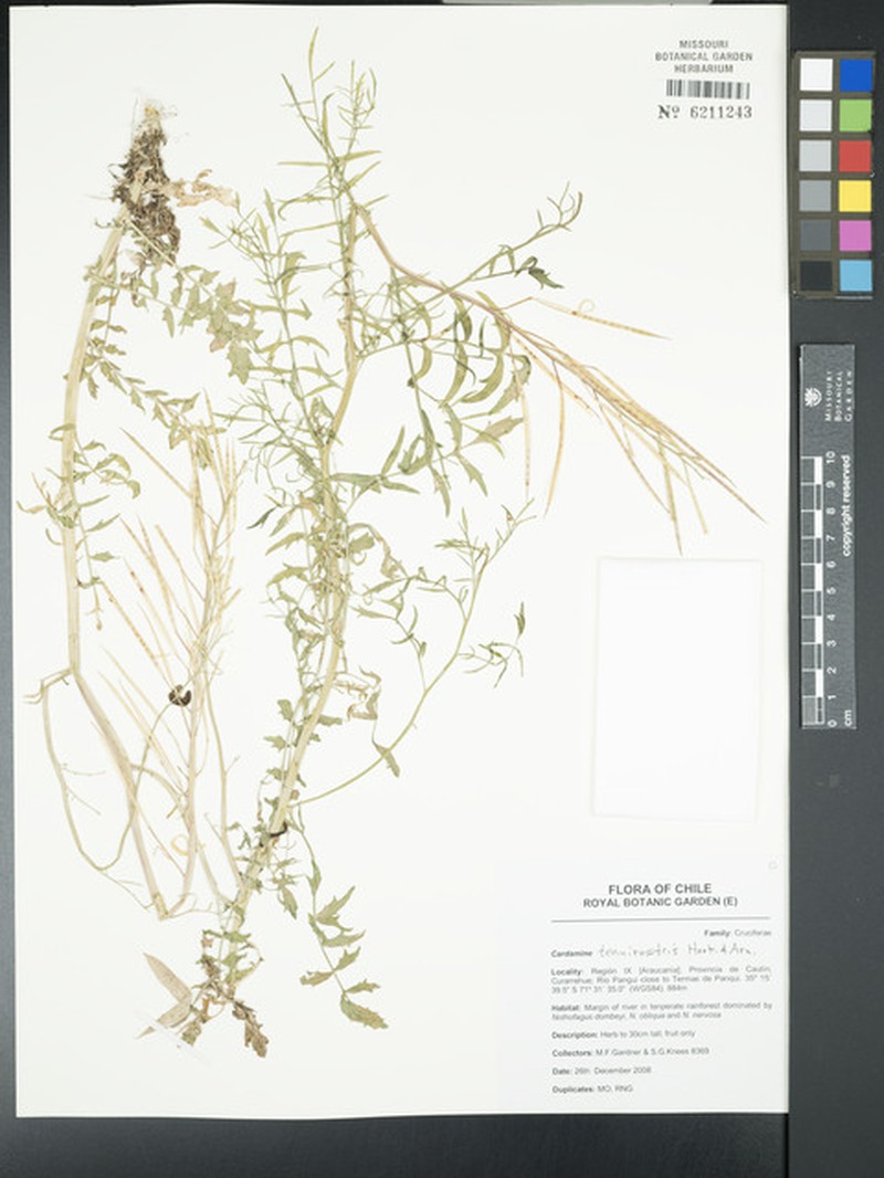 Cardamine tenuirostris