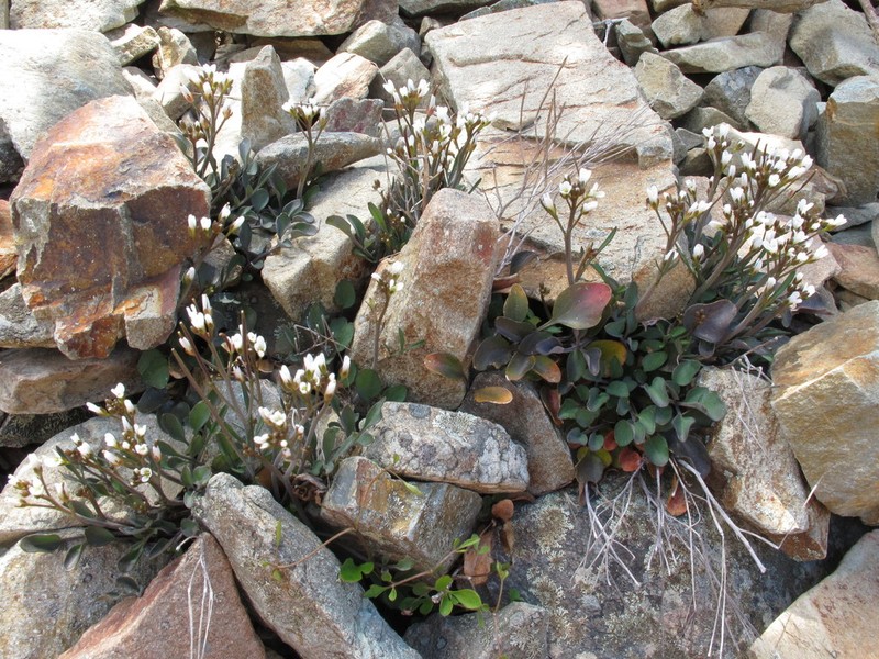 Cardamine thalassica photo 2