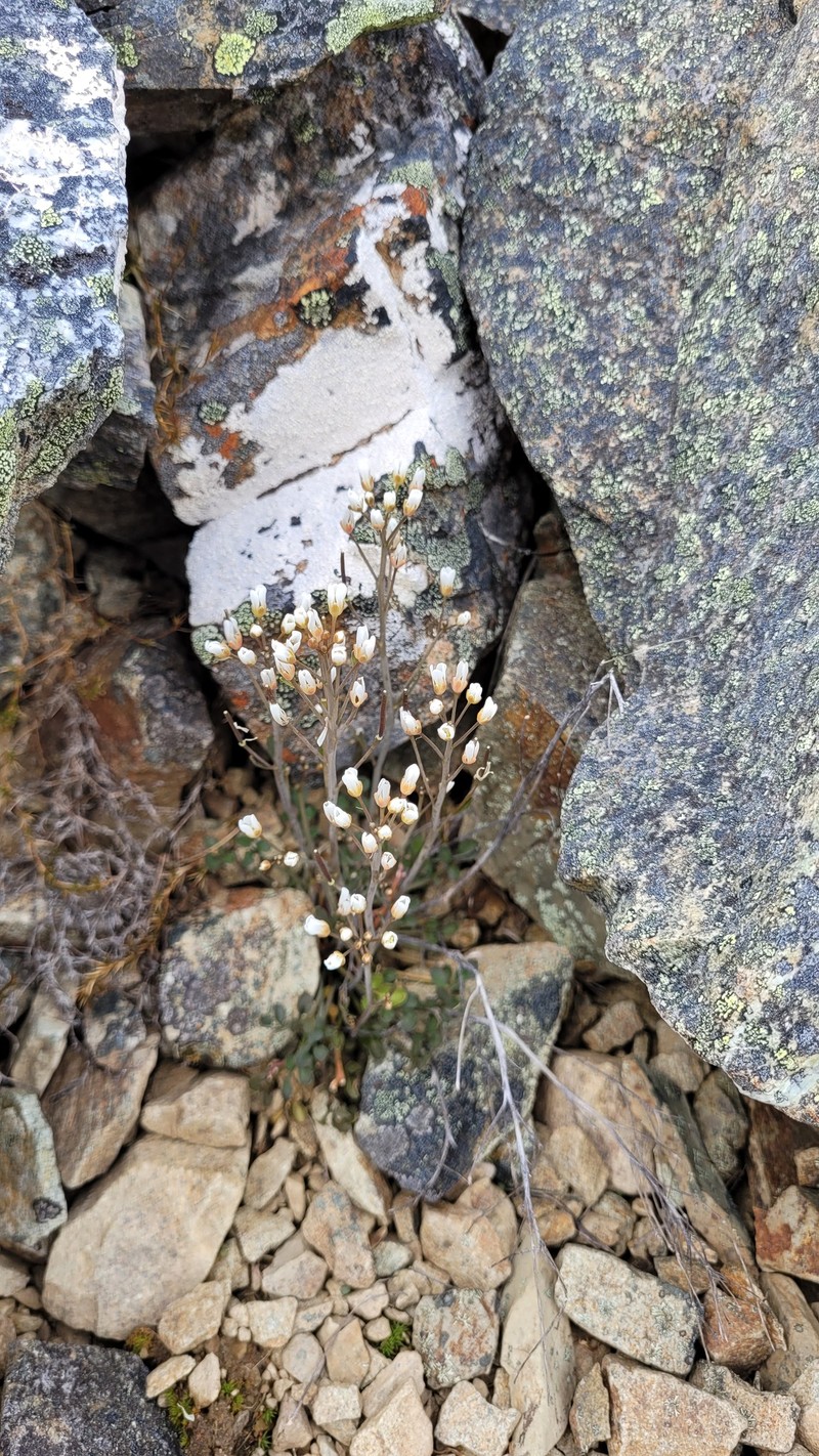 Cardamine thalassica photo 3