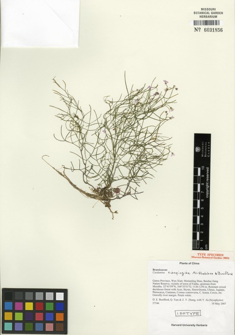 Cardamine tianqingiae