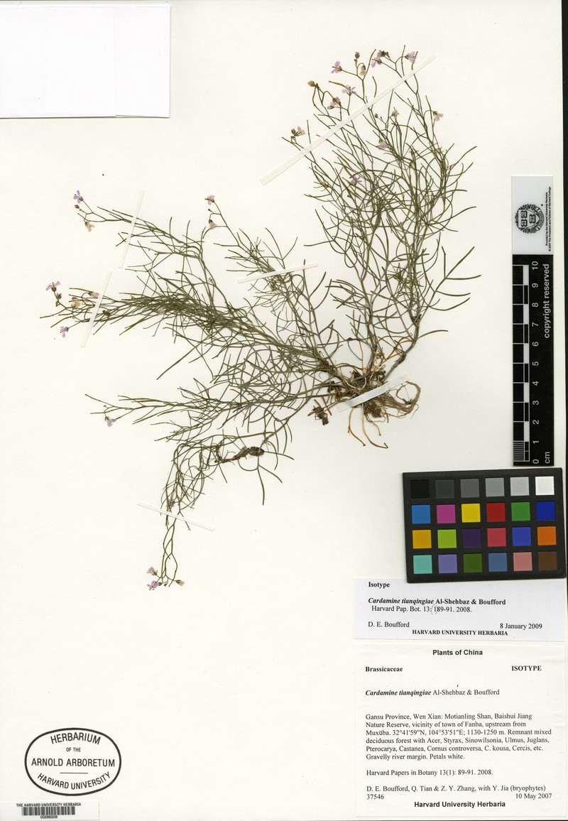 Cardamine tianqingiae photo 2