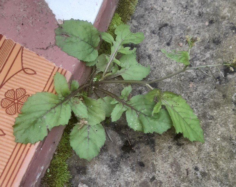 Cardamine trichocarpa photo 2