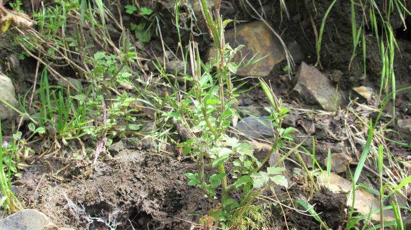 Cardamine trichocarpa photo 3