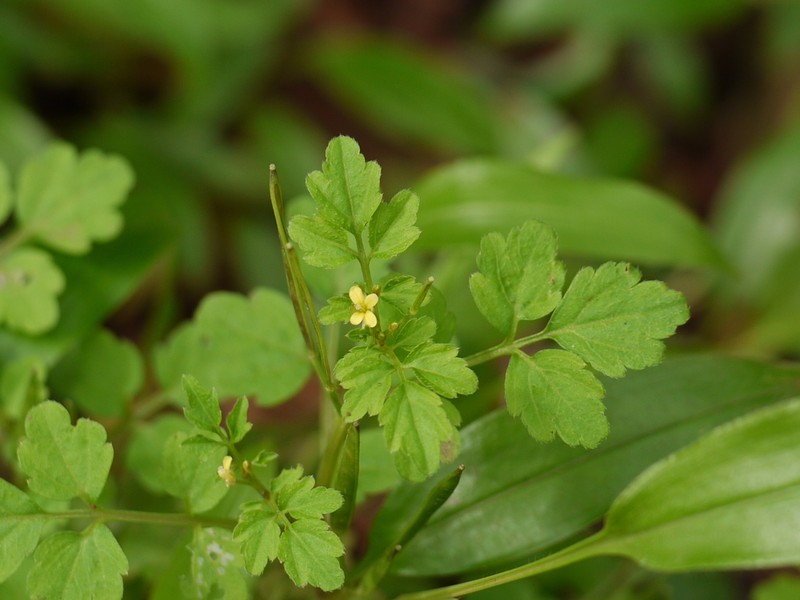 Cardamine trichocarpa photo 4