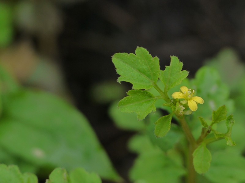 Cardamine trichocarpa photo 5