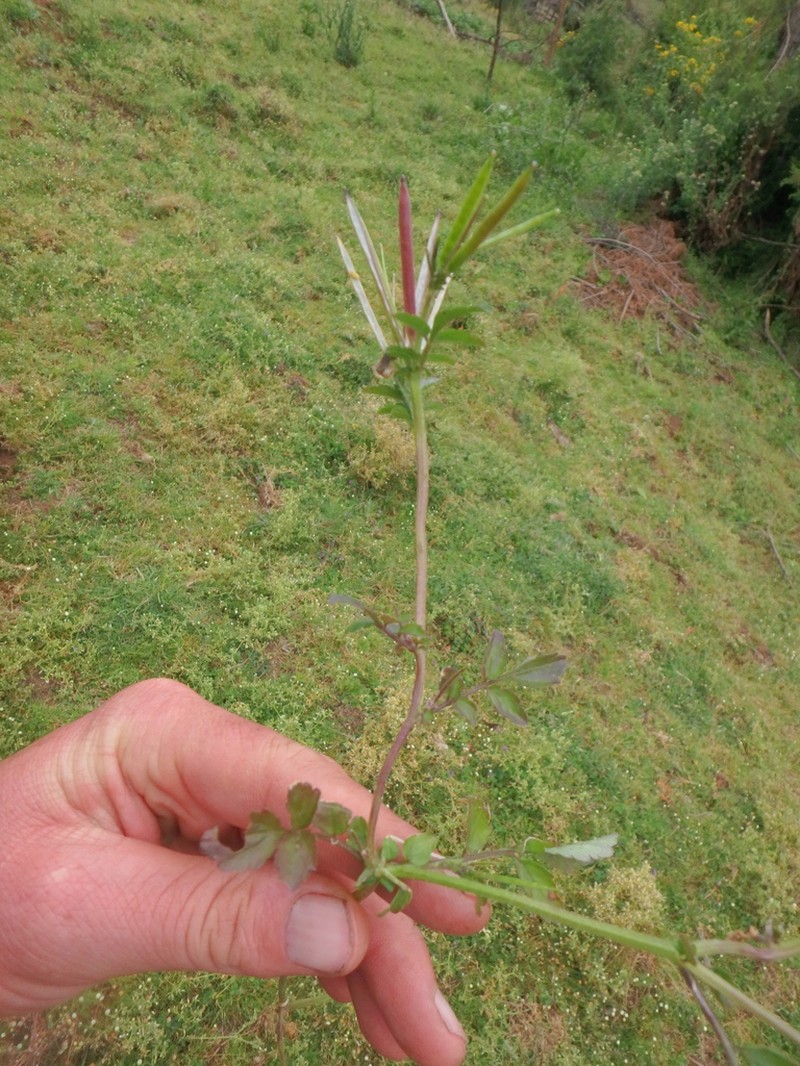 Cardamine trichocarpa photo 6
