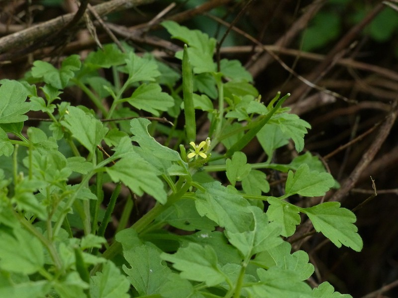 Cardamine trichocarpa photo 7