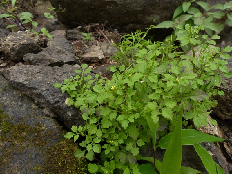 Cardamine trichocarpa photo 8