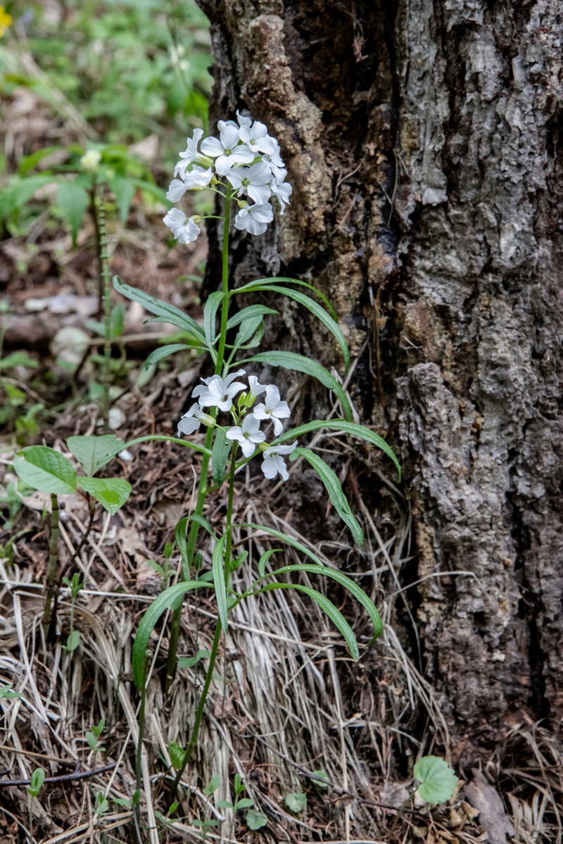 Cardamine trifida