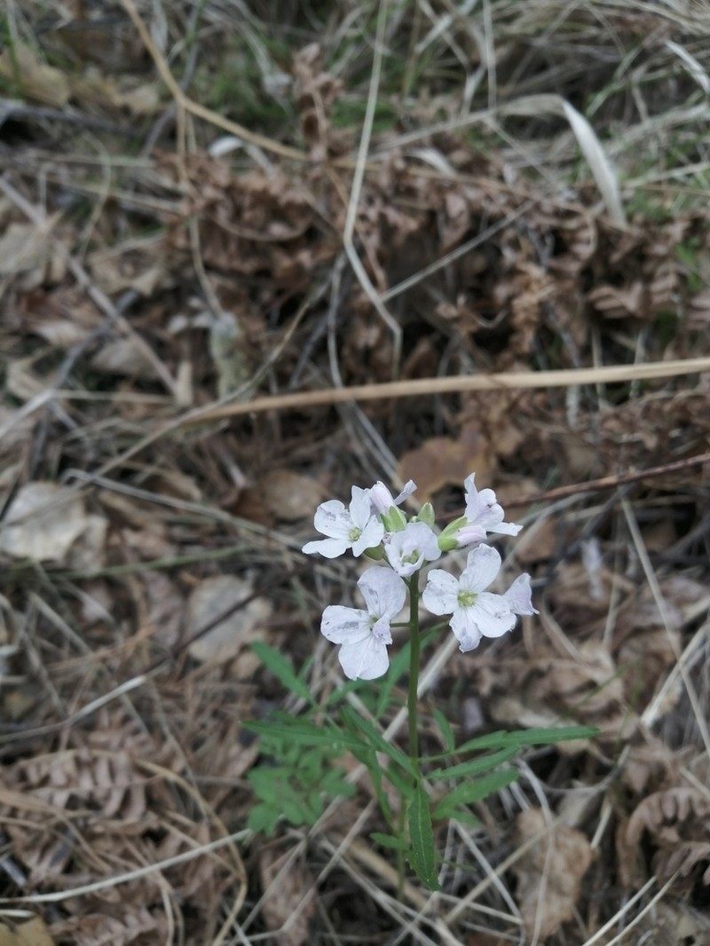 Cardamine trifida photo 2