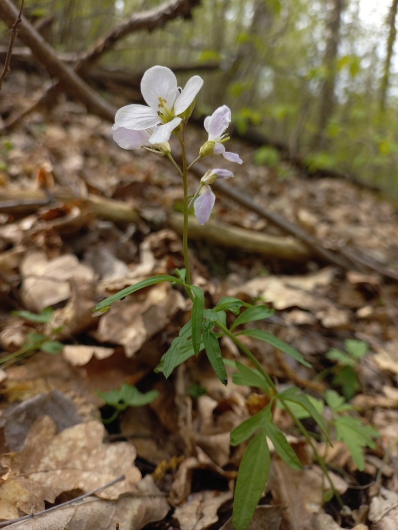 Cardamine trifida photo 3