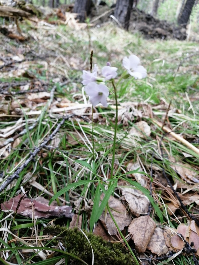 Cardamine trifida photo 4